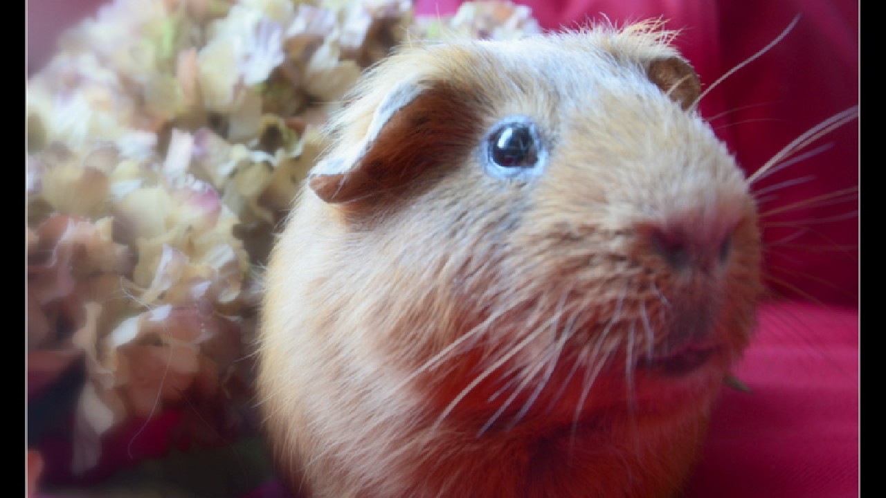 Caramel
